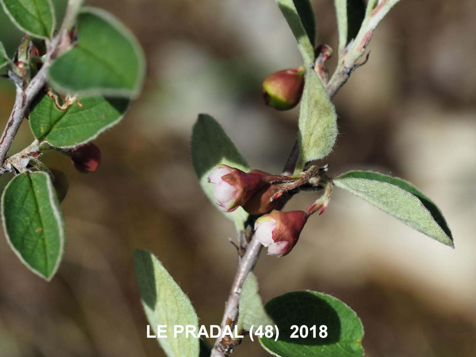 Cotoneaster, Wild